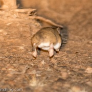 Short-Tailed Gerbil