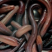 Earthworms