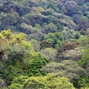 Kibira National Park