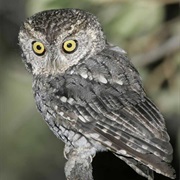 Whiskered Screech-Owl
