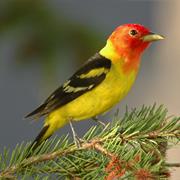 Western Tanager