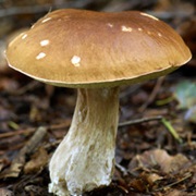 Rough-Stemmed Bolete (Leccinum Scabrum)