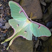 Luna Moth