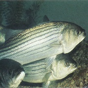 Striped Bass (Aka: Striper, Streaked Bass, Squidhound, Rock Bass)