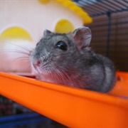 Grey Hamster