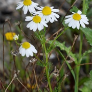 Scented Mayweed (Matricaria Chamomilla)