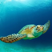 Sea Turtle