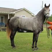 Missouri Fox Trotter