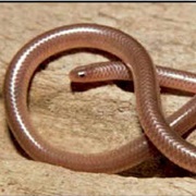New Mexico Blind Snake