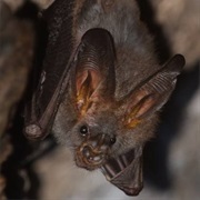 Thongaree's Disc-Nosed Bat