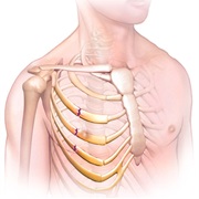 Broken Ribs