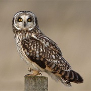 Short-Eared Owl
