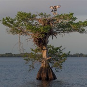 Blue Cypress Lake, Florida