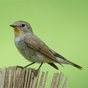 Taiga Flycatcher