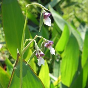 Bent Alligator-Flag (Thalia Geniculata)