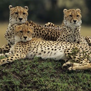 Majete Wildlife Reserve