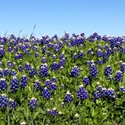 Springtime in Texas