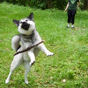 Play Fetch With a Dog