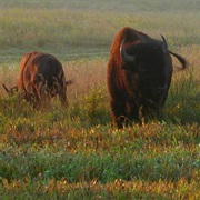 Neal Smith National Wildlife Refuge