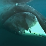 Bowhead Whale