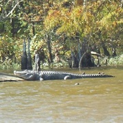Leroy Percy State Park, Mississippi