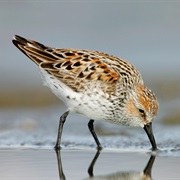 Western Sandpiper