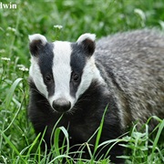 European Badger