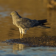 Montagu's Harrier