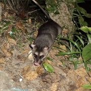 Anderson's Four-Eyed Opossum