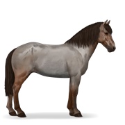 Icelandic Horse - Roan