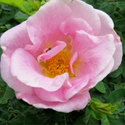 Johannesburg Botanical Garden