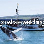 Go Whale Watching