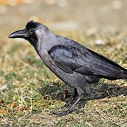 House Crow