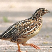 Common Quail