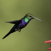 Fork-Tailed Woodnymph (Thalurania Furcata)