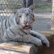 Cat Tales Zoological Park (Spokane)