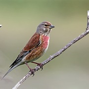 Common Linnet