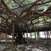 World's Largest Rosebush, Tombstone, Arizona