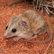 Lesser Hairy-Footed Dunnart