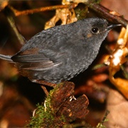 Boa Nova Tapaculo