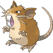 Raticate