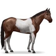 Paint Horse - Liver Chestnut Tobiano