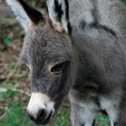 Donkey (Miniature)