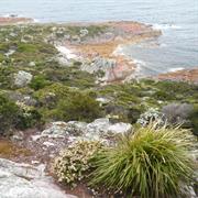 Rocky Cape National Park (TAS)