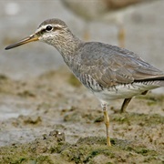Gray-Tailed Tattler