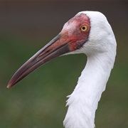 Siberian Crane