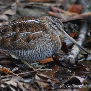 Solitary Snipe