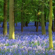 Bluebell Forests of the UK