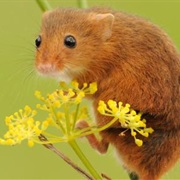 Harvest Mouse