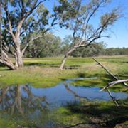 Culgoa Floodplain National Park (QLD)